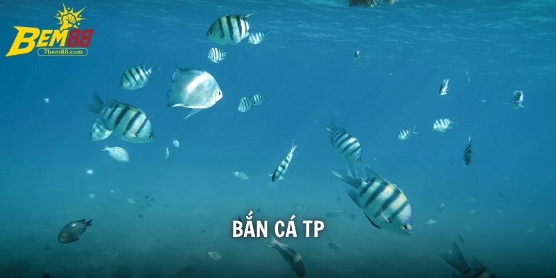 bắn cá tp