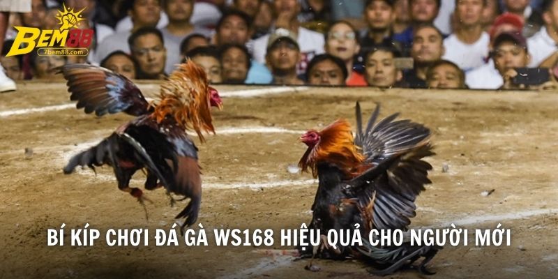 Bí kíp chơi đá gà WS168 hiệu quả cho người mới