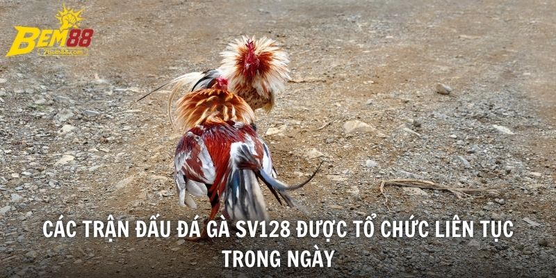 Các trận đấu đá gà SV128 được tổ chức liên tục trong ngày