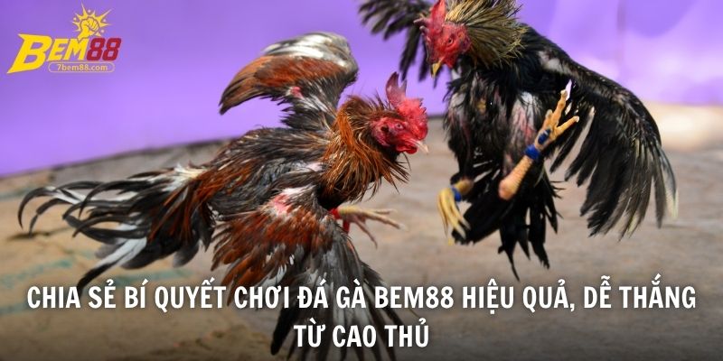 Chia sẻ bí quyết chơi đá gà BEM88 hiệu quả, dễ thắng từ cao thủ