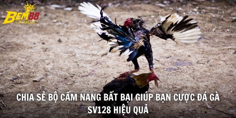 Chia sẻ bộ cẩm nang bất bại giúp bạn cược đá gà SV128 hiệu quả
