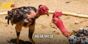 Đá Gà Sv128