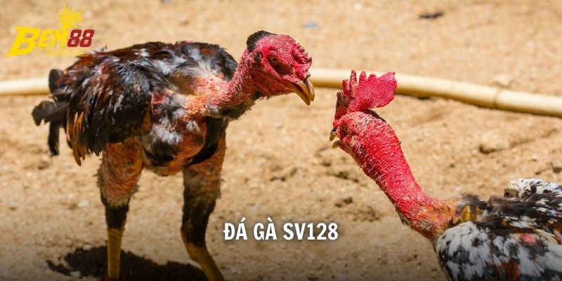 Đá Gà Sv128