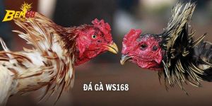 đá gà WS168