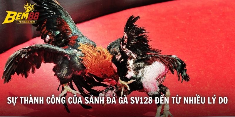 Sự thành công của sảnh đá gà SV128 đến từ nhiều lý do