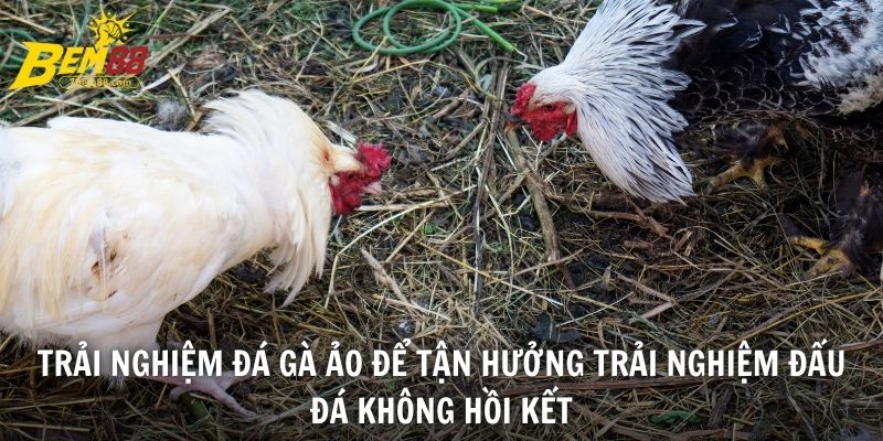 Trải nghiệm đá gà ảo để tận hưởng trải nghiệm đấu đá không hồi kết