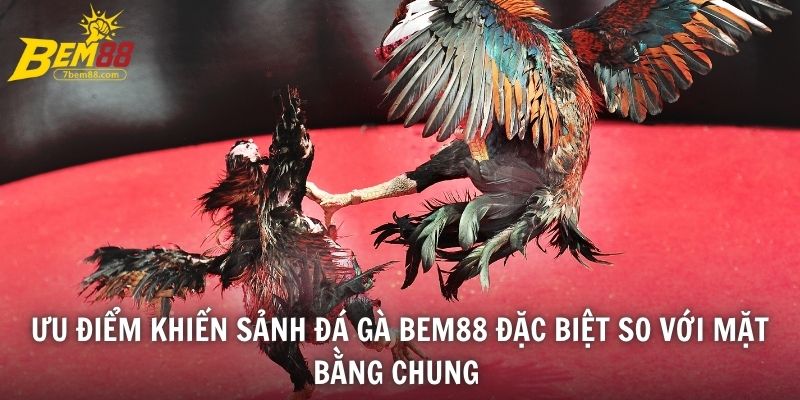 Ưu điểm khiến sảnh đá gà BEM88 đặc biệt so với mặt bằng chung 
